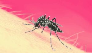 Mantiene Irapuato baja incidencia de dengue; autoridades piden no bajar la guardia