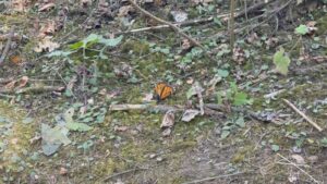 Aumenta al doble la población de mariposas monarca en México durante el invierno 2024-2025