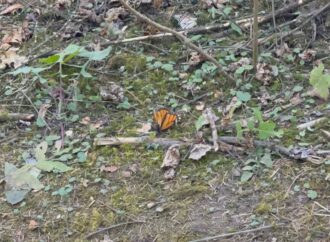 Aumenta al doble la población de mariposas monarca en México durante el invierno 2024-2025
