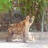 Llega “Winnie”, nueva hiena moteada al Zoológico de Irapuato