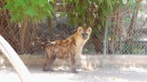Llega “Winnie”, nueva hiena moteada al Zoológico de Irapuato
