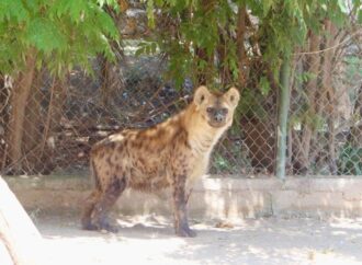 Llega “Winnie”, nueva hiena moteada al Zoológico de Irapuato