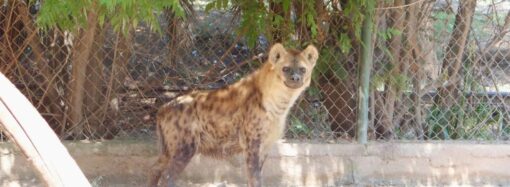 Irapuato para el mundo: Lorena Alfaro anuncia Plan Maestro de Turismo y nueva marca ciudad