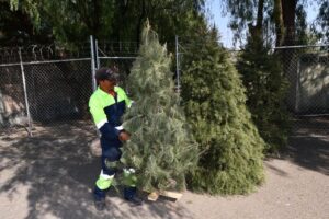 Irapuato promueve el reciclaje de árboles navideños con campaña de acopio