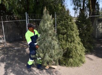 Irapuato promueve el reciclaje de árboles navideños con campaña de acopio