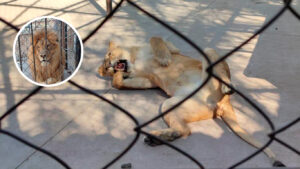 Aseguran leona, león y guacamayas en operativo en Celaya; no acreditaron su legalidad