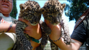Nacen dos crías de leopardo africano en el Zoológico de Irapuato