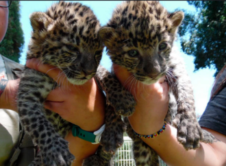 Nacen dos crías de leopardo africano en el Zoológico de Irapuato