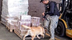 Operativo en paqueterías y centrales camioneras de Irapuato deja un detenido; debutan nuevos perros policía