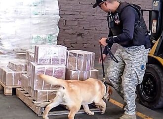 Operativo en paqueterías y centrales camioneras de Irapuato deja un detenido; debutan nuevos perros policía